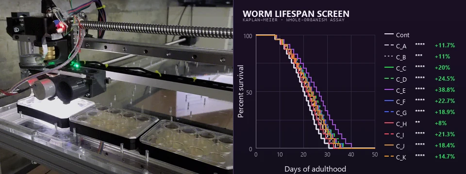 Automated nematode lifespan-assay footage synchronized with Kaplan-Meier survival curves revealing over fifteen seconds