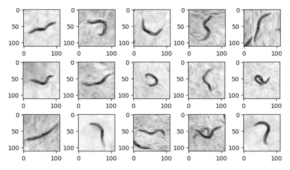 Nematodes used in NemaBot lifespan measurement